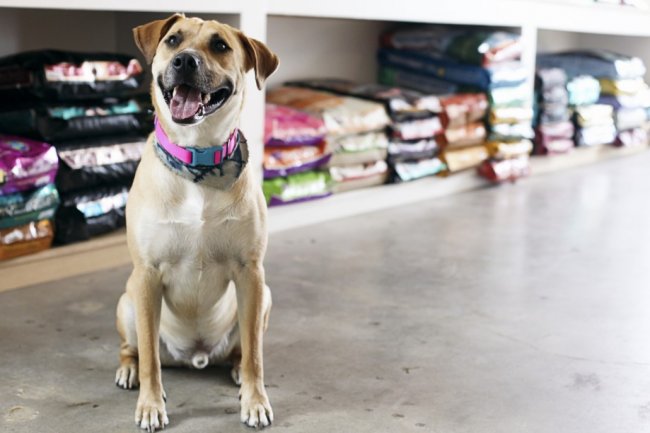 Frases para Propaganda de Pet Shop: Atraia Mais Clientes e Fidelize!