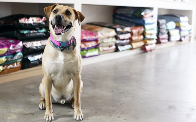 Frases para Propaganda de Pet Shop: Atraia Mais Clientes e Fidelize!