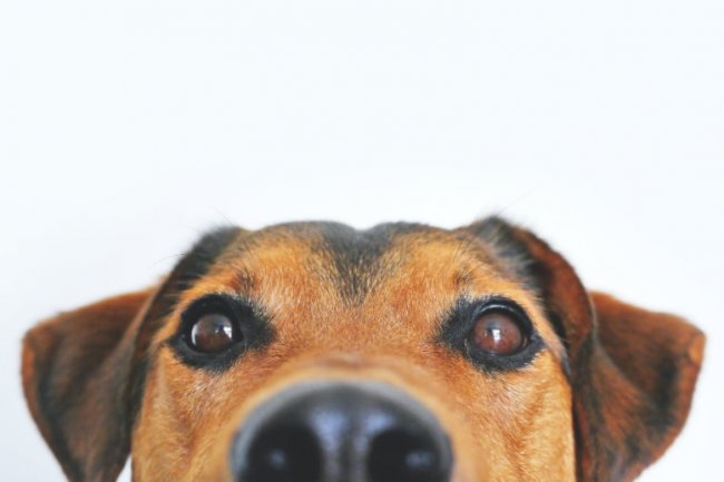 50 Nomes Para Pet Shop: Diversas Sugestões Para o Seu Negócio!