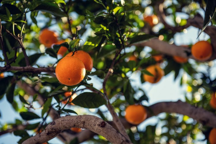 Low Hanging Fruits: O que é e Como se Aplica nos Negócios